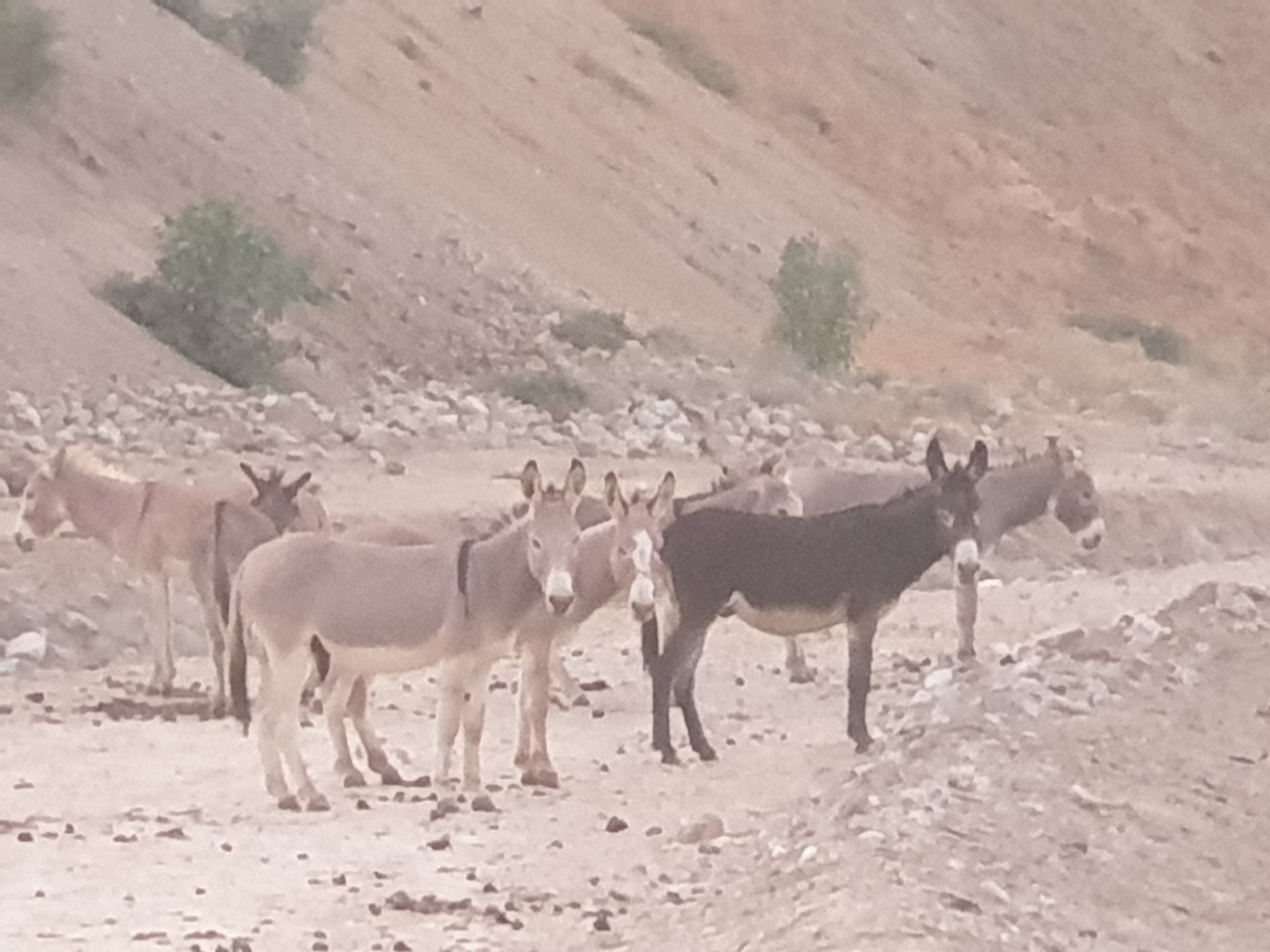 Afeez Badmos Real Estate blog