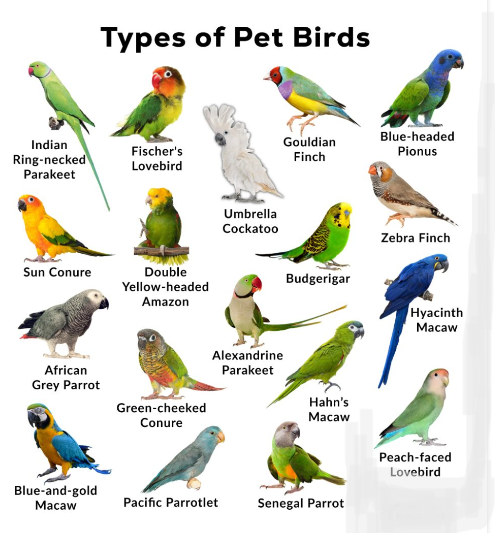 Afeez Badmos Real Estate blog