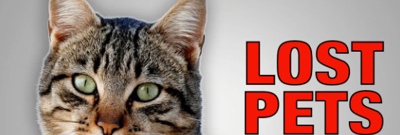 Afeez Badmos Real Estate blog